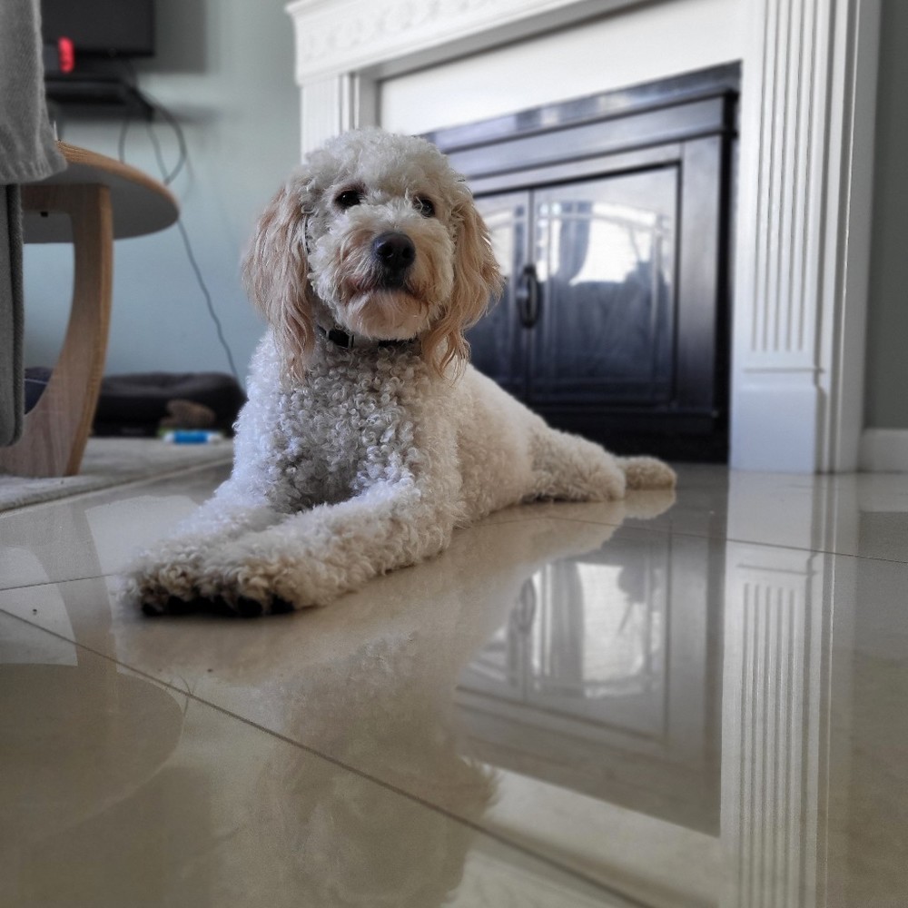 Meet your Posher, Bella